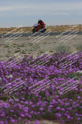 media/Jan-14-2023-SoCal Trackdays (Sat) [[497694156f]]/Turn 14 Exit Bloomig (145pm)/
